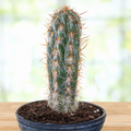 Old Man of the Andes Cactus