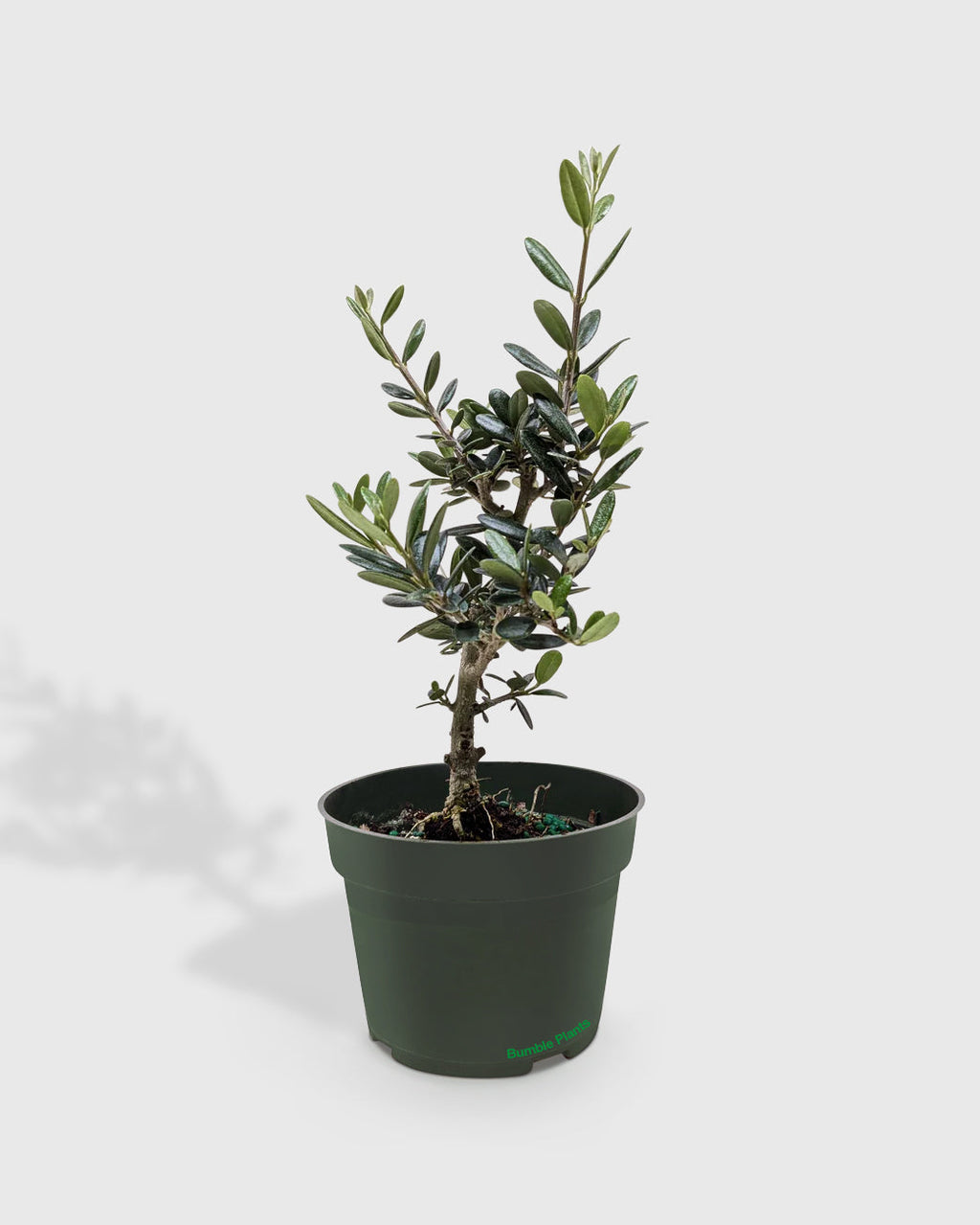 Olea Europaea Olive Tree