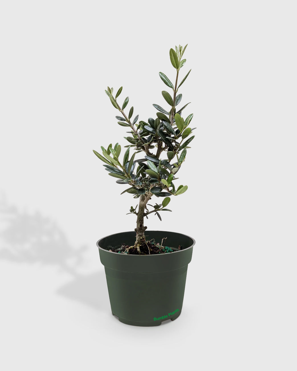Olea Europaea Olive Tree