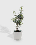 Olea Europaea Olive Tree