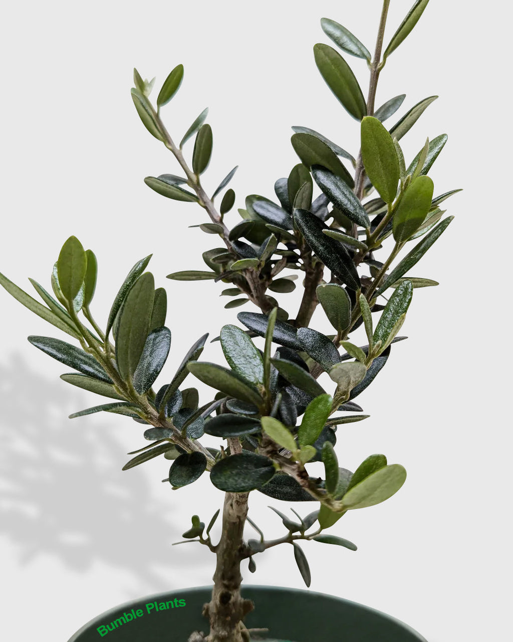 Olea Europaea Olive Tree
