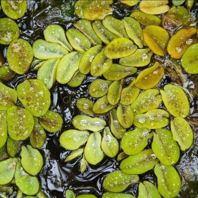 Mixed Floating Aquarium Plants 4oz Cup - Live Freshwater Floaters for Betta Shrimp Fry Safe
