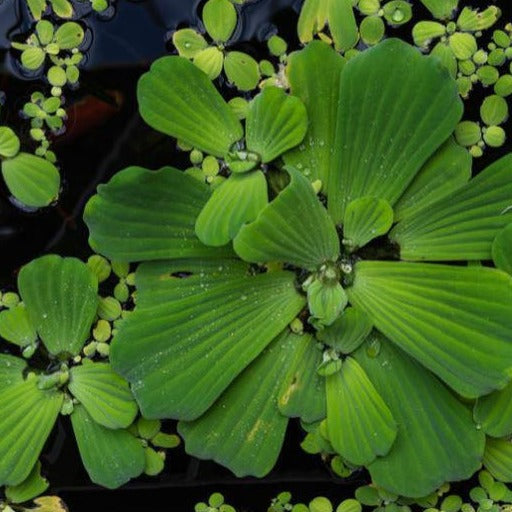 Mixed Floating Aquarium Plants 4oz Cup - Live Freshwater Floaters for Betta Shrimp Fry Safe