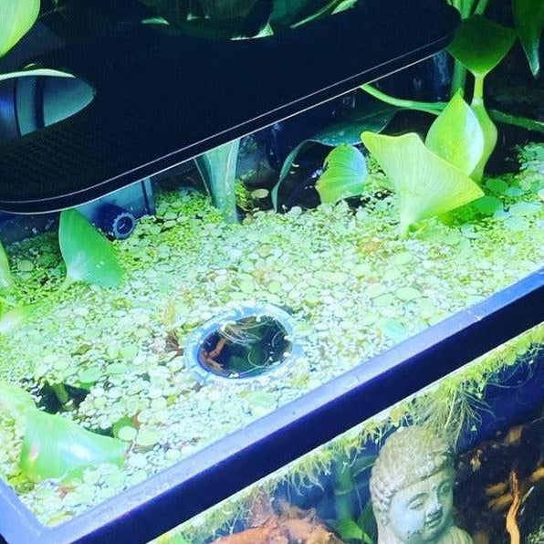 Mixed Floating Aquarium Plants 4oz Cup - Live Freshwater Floaters for Betta Shrimp Fry Safe