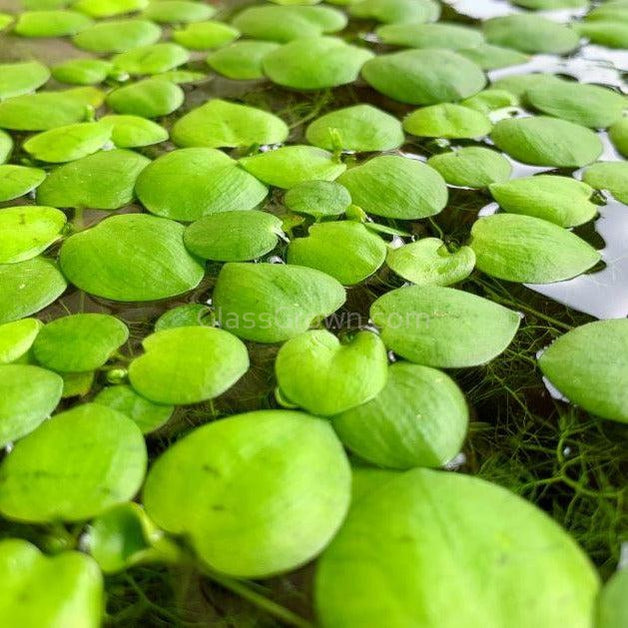Mixed Floating Aquarium Plants 4oz Cup - Live Freshwater Floaters for Betta Shrimp Fry Safe