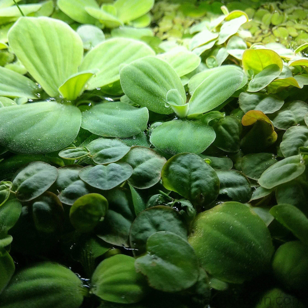 Mixed Floating Aquarium Plants 4oz Cup - Live Freshwater Floaters for Betta Shrimp Fry Safe
