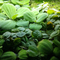 Mixed Floating Aquarium Plants 4oz Cup - Live Freshwater Floaters for Betta Shrimp Fry Safe