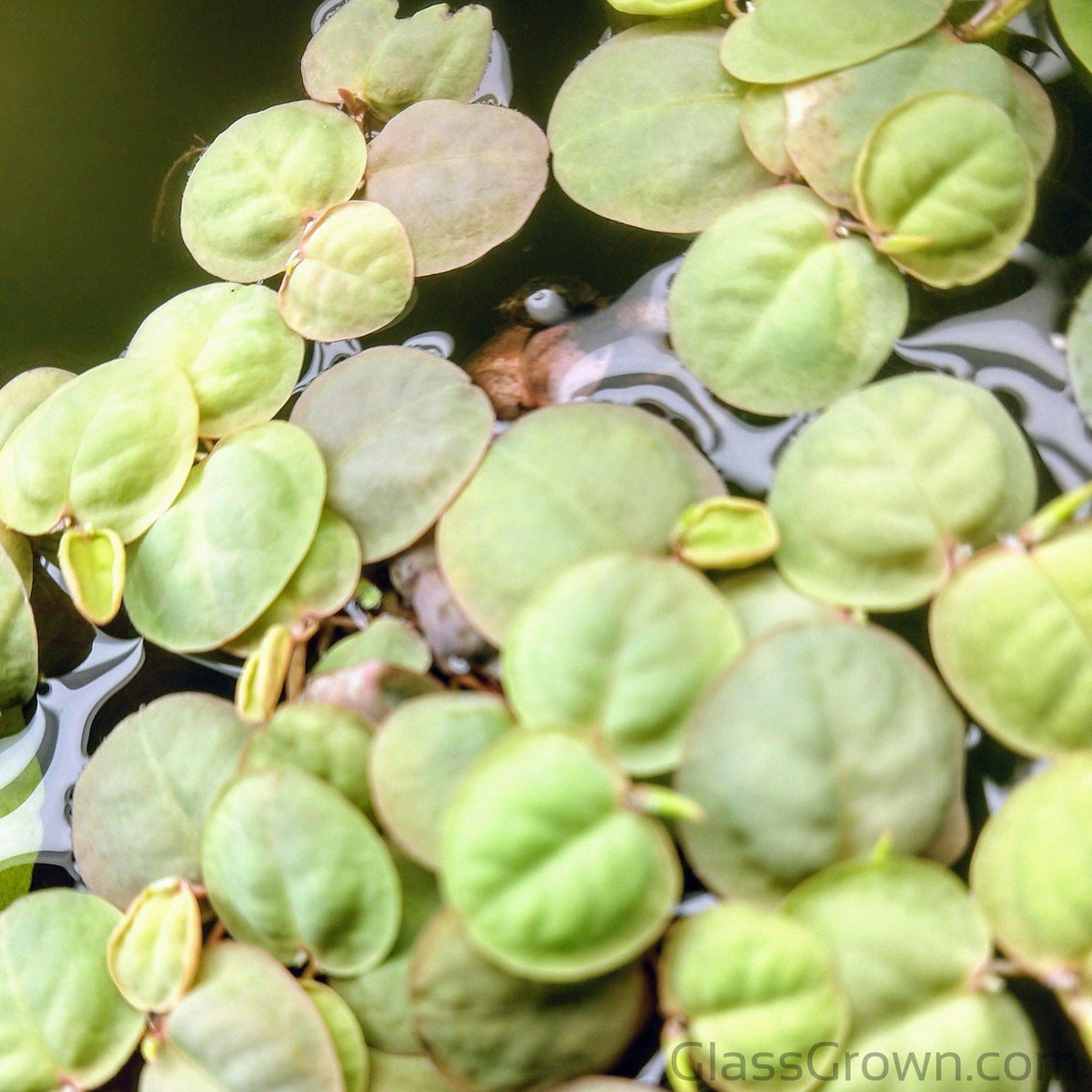 Mixed Floating Aquarium Plants 4oz Cup - Live Freshwater Floaters for Betta Shrimp Fry Safe