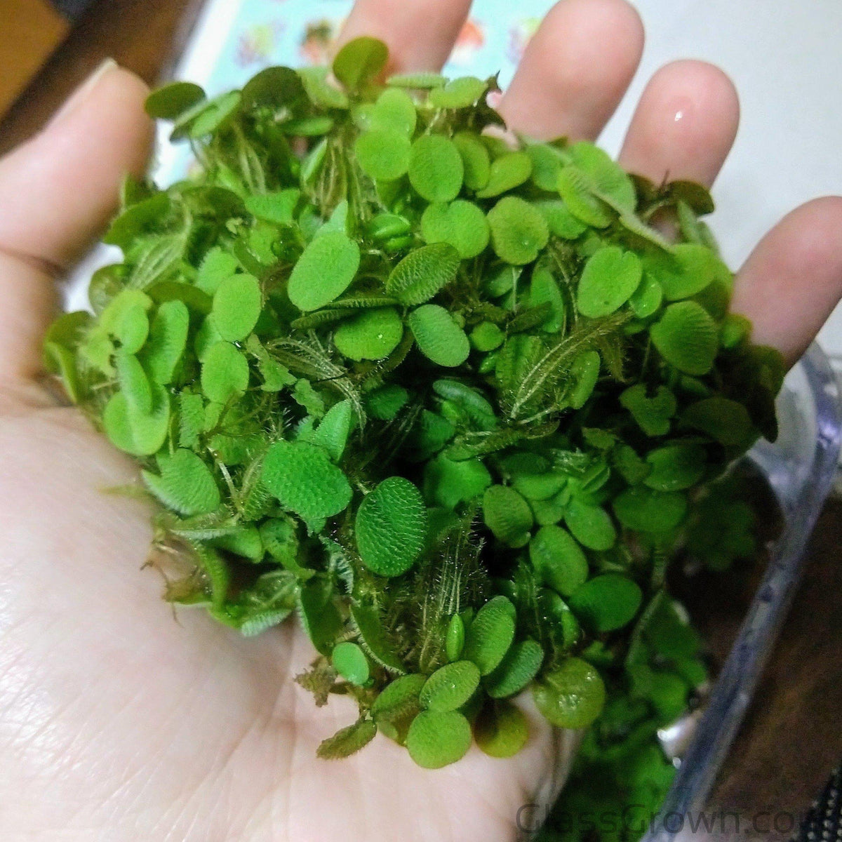 Mixed Floating Aquarium Plants 4oz Cup - Live Freshwater Floaters for Betta Shrimp Fry Safe