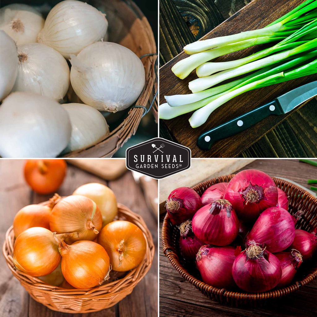Onion Seed Collection – Red Burgundy, White Grano, Walla Walla & Tokyo Long White Bunching for Season-Long Flavor