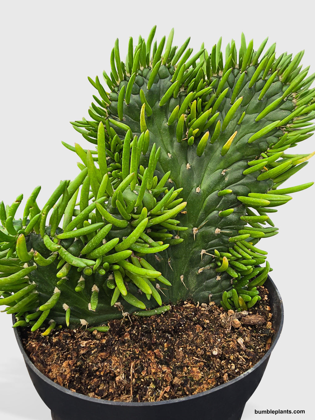 Opuntia Subulata Eve's Needle Cactus