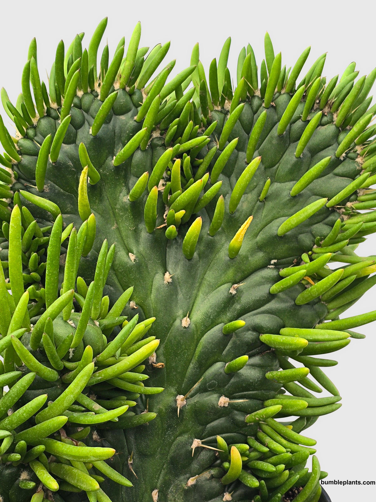Opuntia Subulata Eve's Needle Cactus