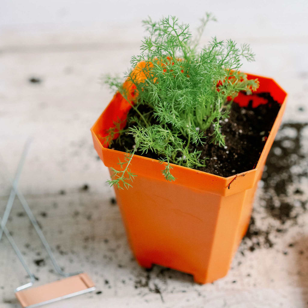 5" Nursery Pots with Insert Tray