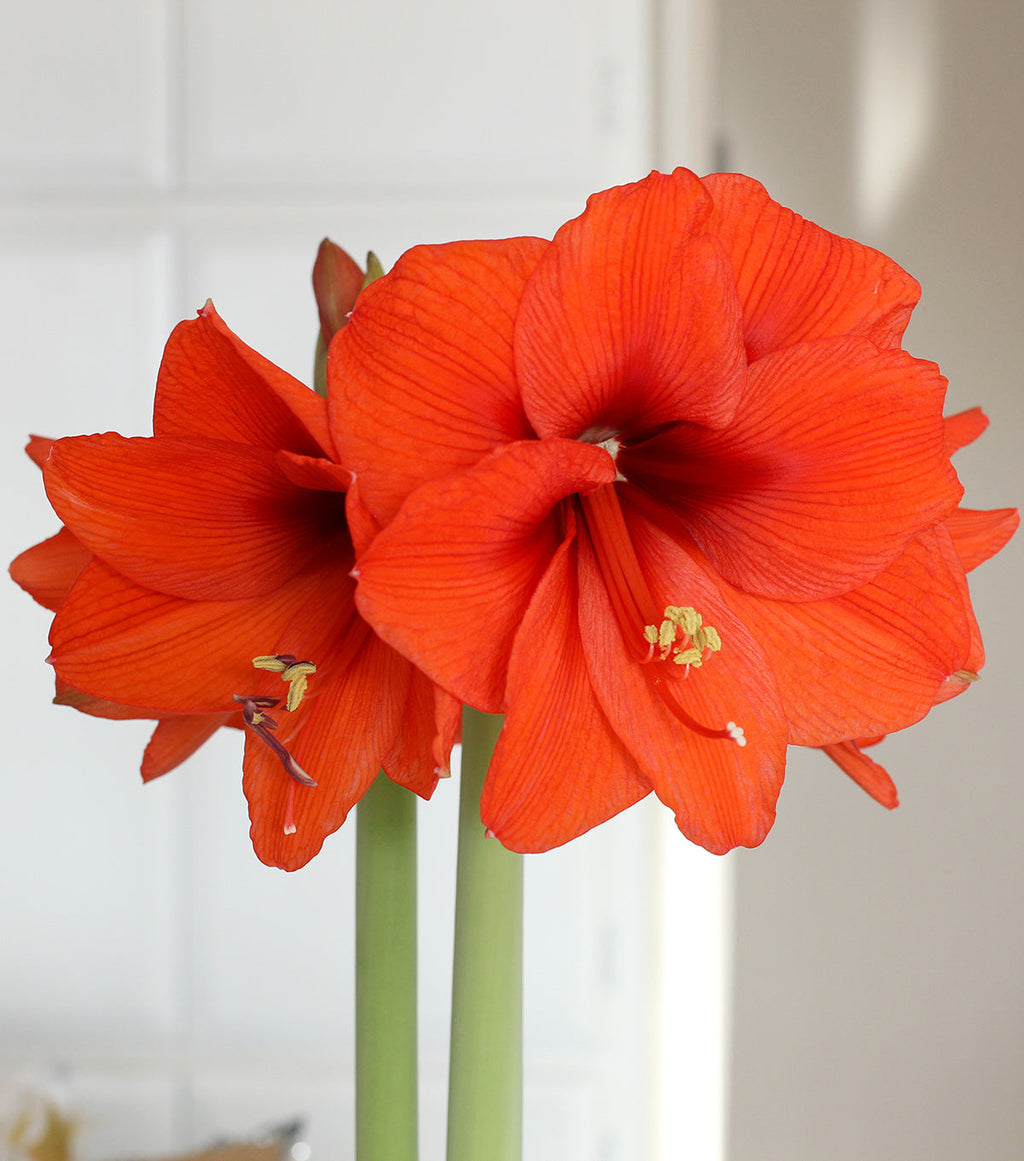 Orange Sovereign Amaryllis - 22-26 cm bulb