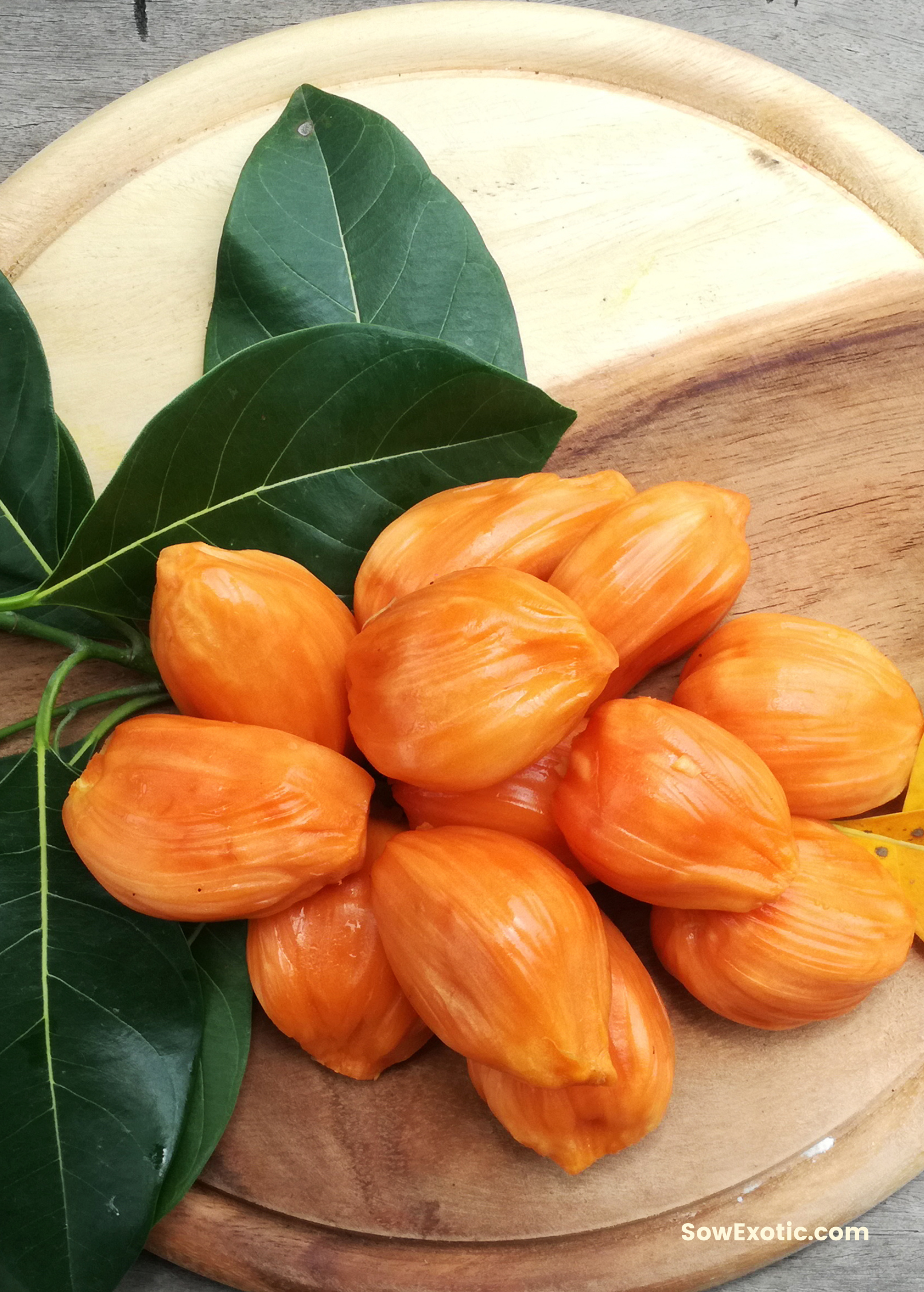 Jackfruit ‘Orange Crush’ (Artocarpus heterophyllus)