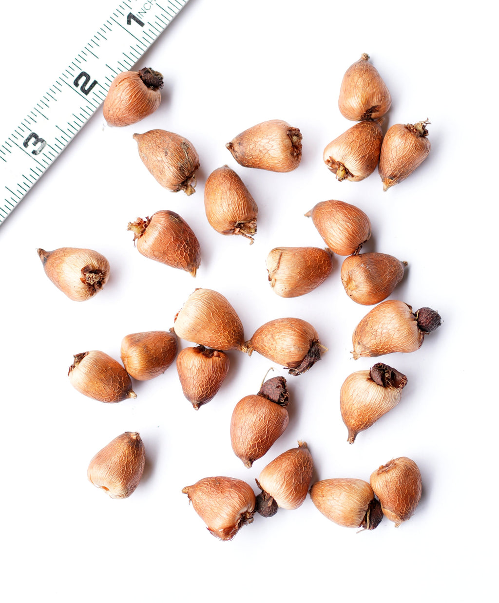 Orchid Glads - 25 bulbs