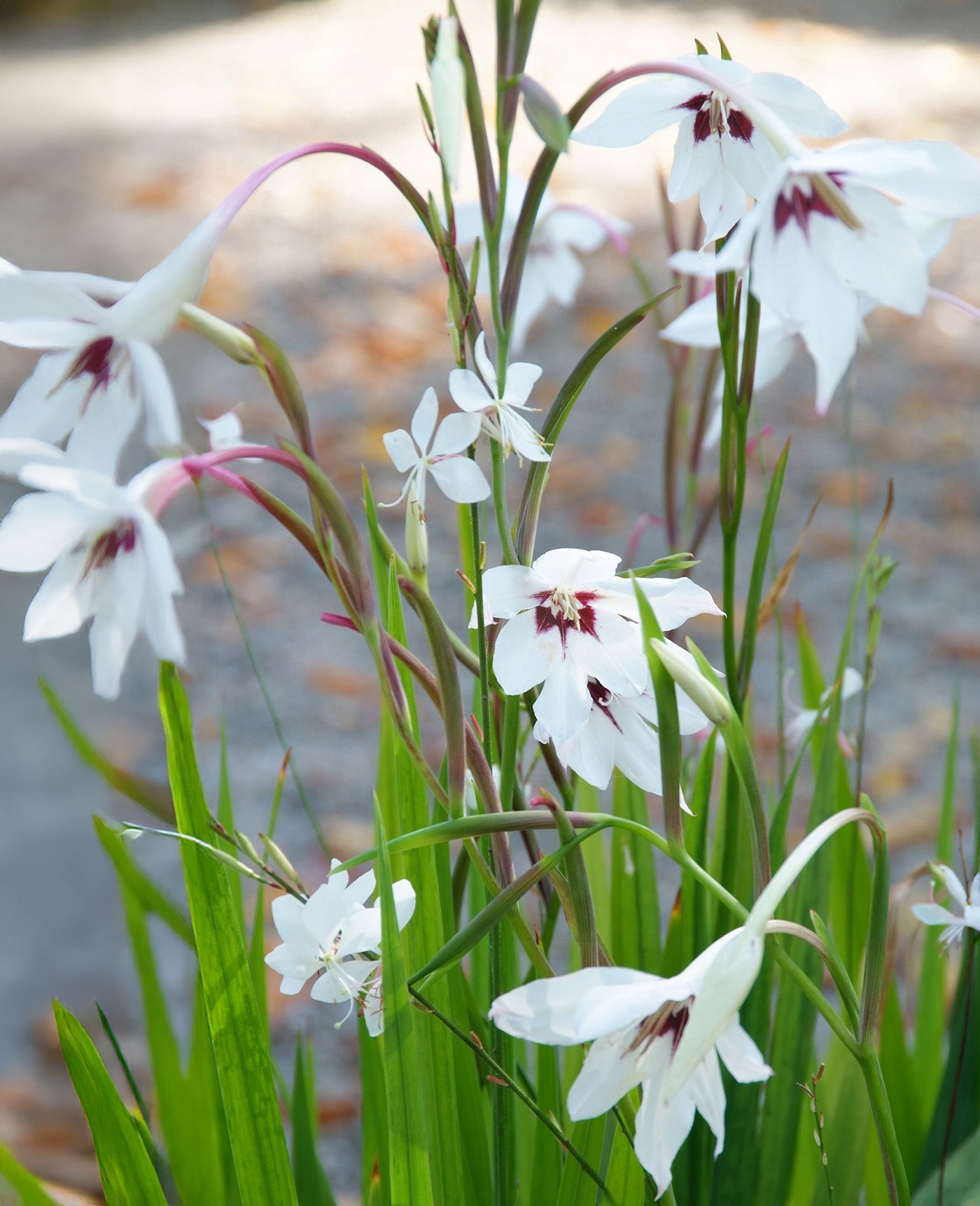 Orchid Glads - 25 bulbs