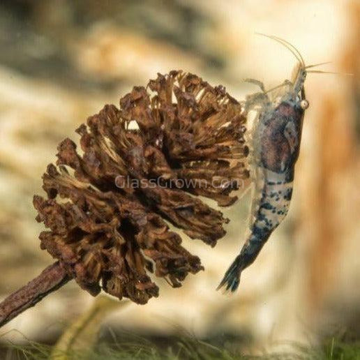Organic Alder Cones