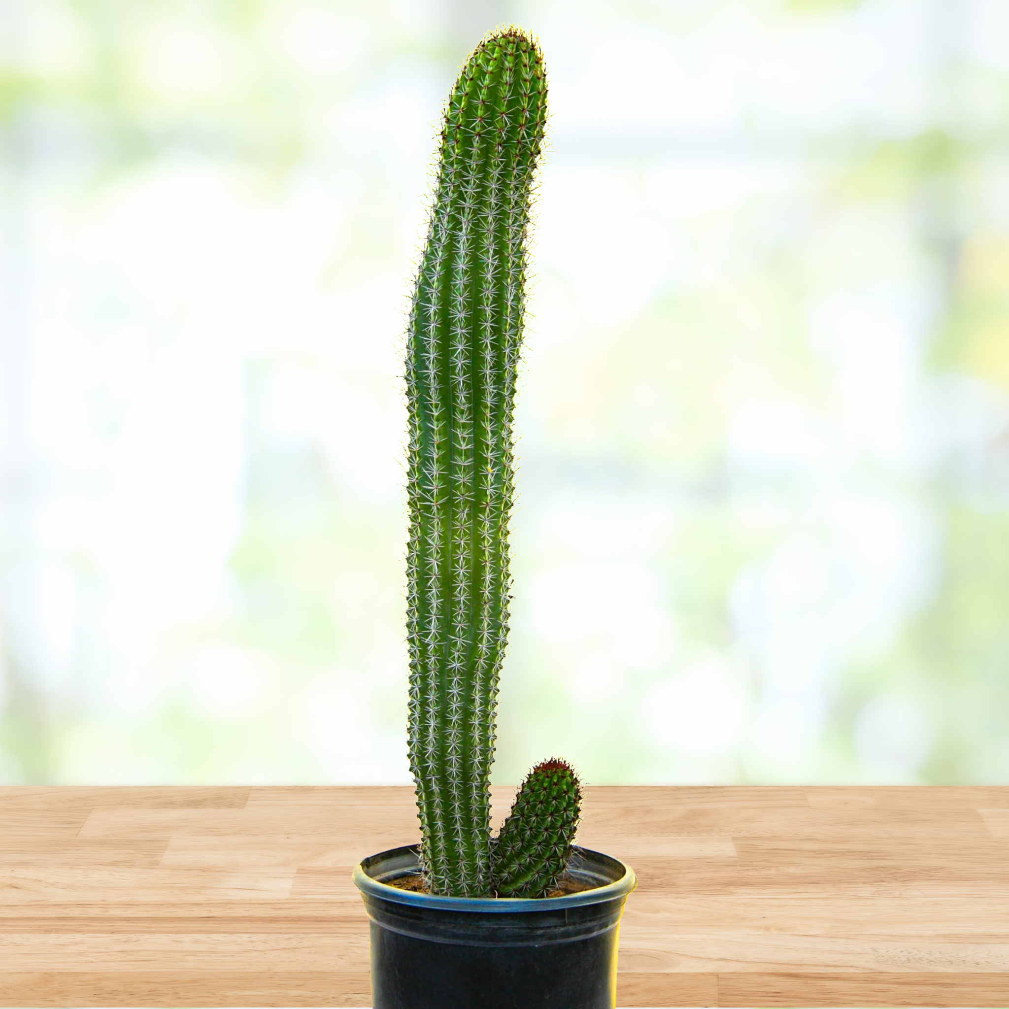 Organ Pipe Cactus
