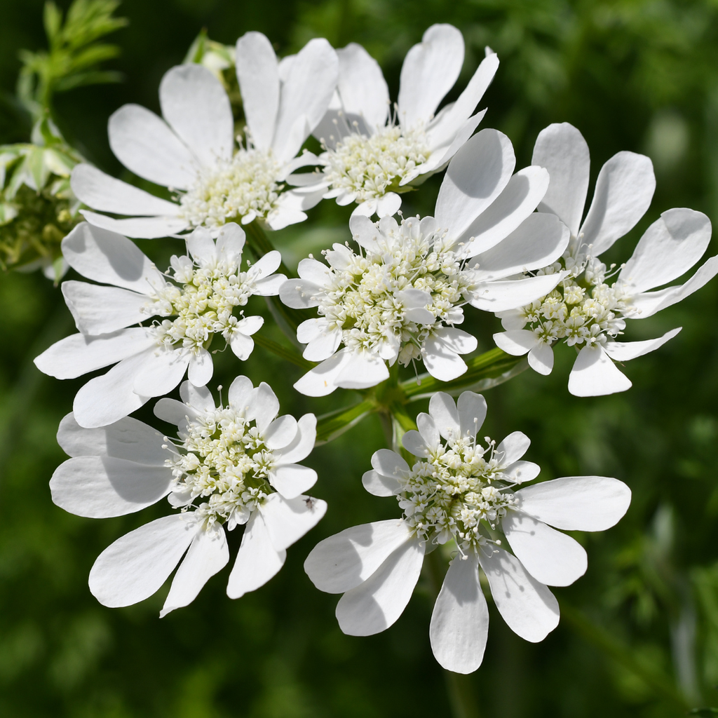 Orlaya seeds