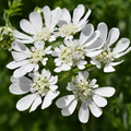 Orlaya seeds