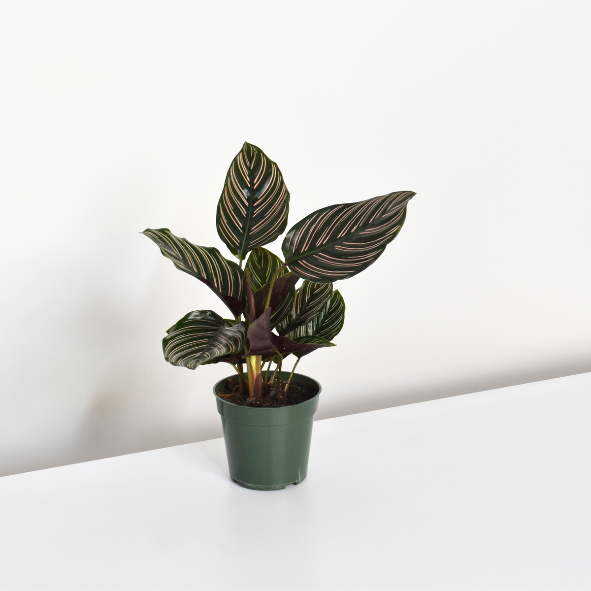Calathea Pink Pinstripe Ornata Prayer Plant