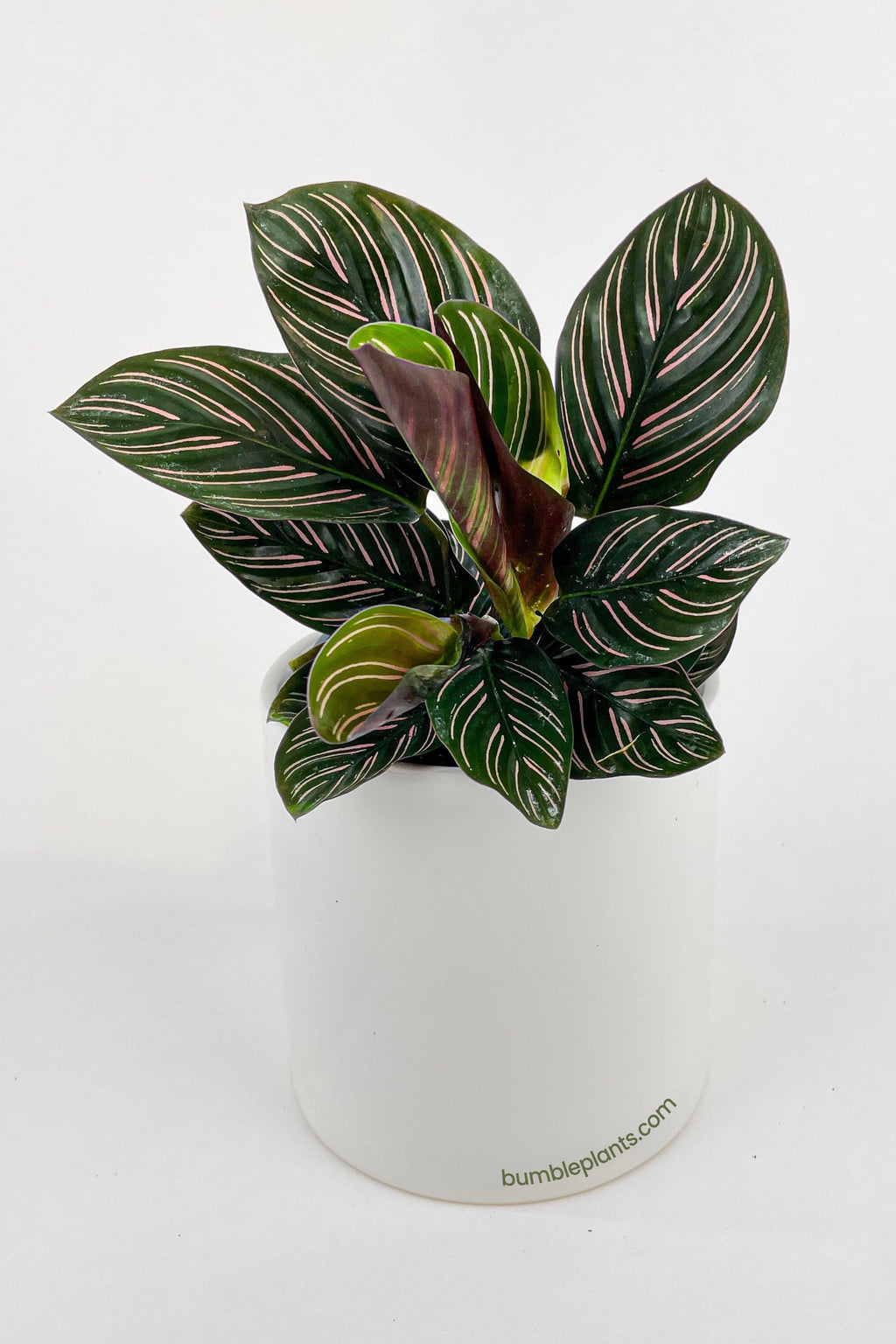 Calathea Ornata (Pinstripe Calathea)