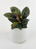 Calathea Ornata (Pinstripe Calathea)