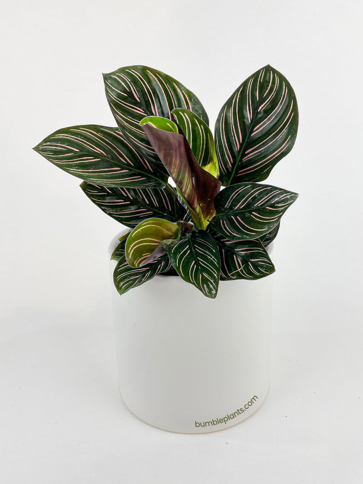Calathea Ornata (Pinstripe Calathea)