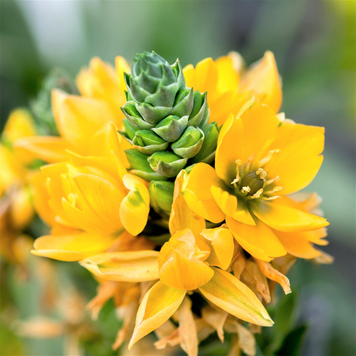 Ornithogalum - Summer Mix