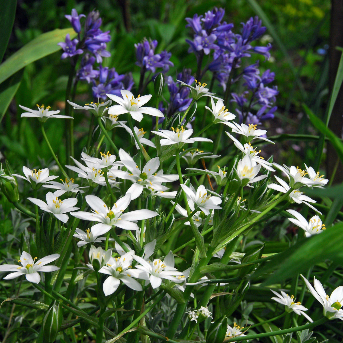 Ornithogalum - Umbellatum Star of Bethlehem