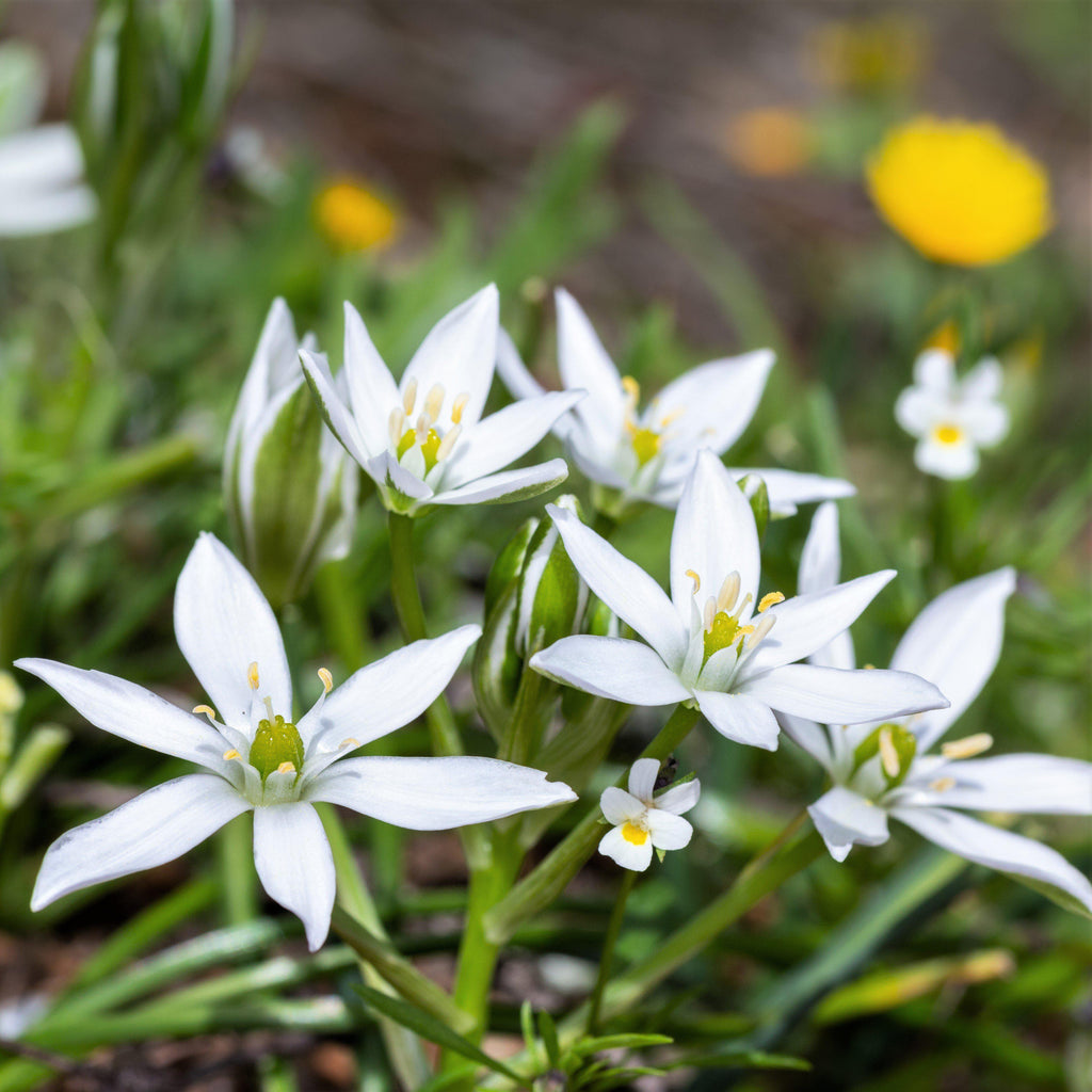 Ornithogalum - Umbellatum Star of Bethlehem