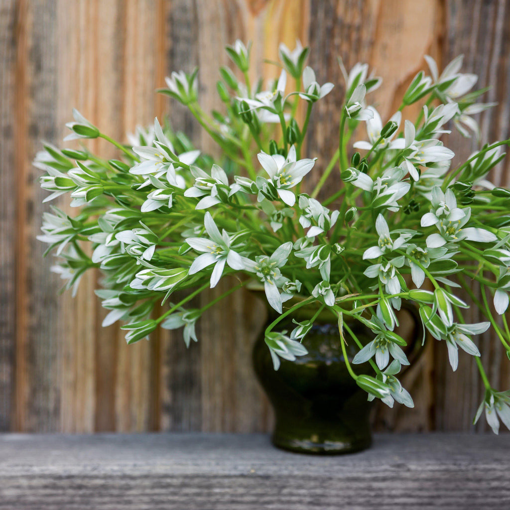 Ornithogalum - Umbellatum Star of Bethlehem