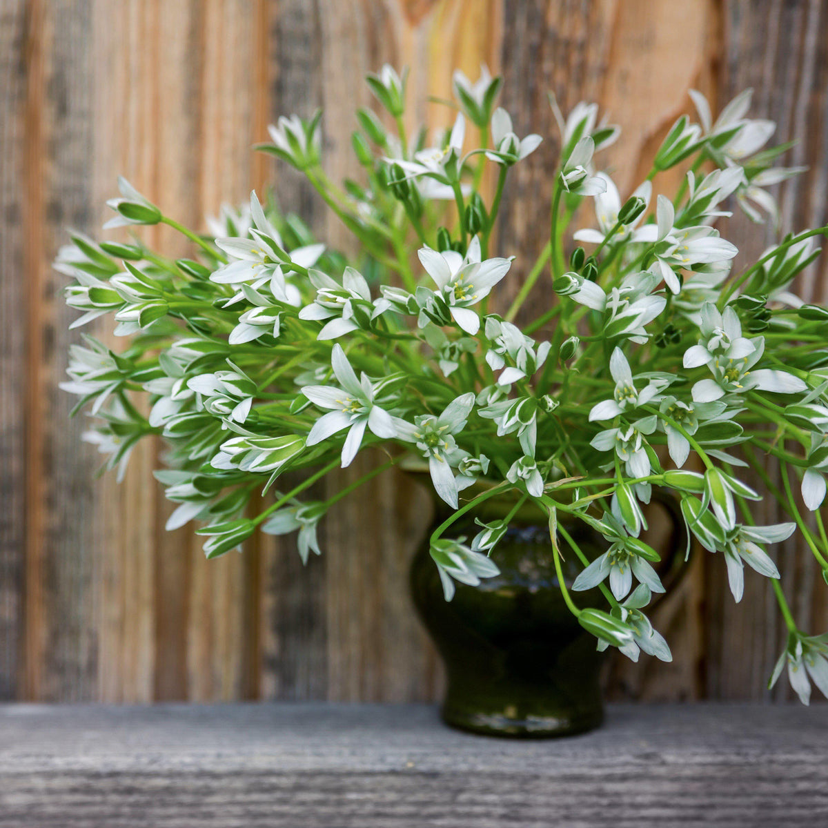 Ornithogalum - Umbellatum Star of Bethlehem