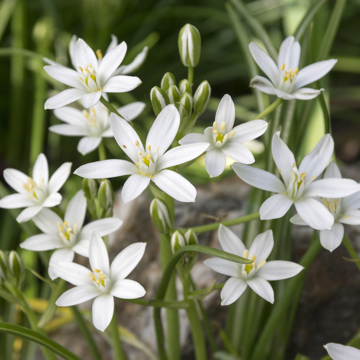 Ornithogalum - Umbellatum Star of Bethlehem