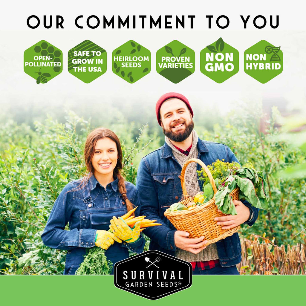 Three Sisters Seed Collection – Heirloom Corn, Pole Beans & Butternut Squash for Companion Planting