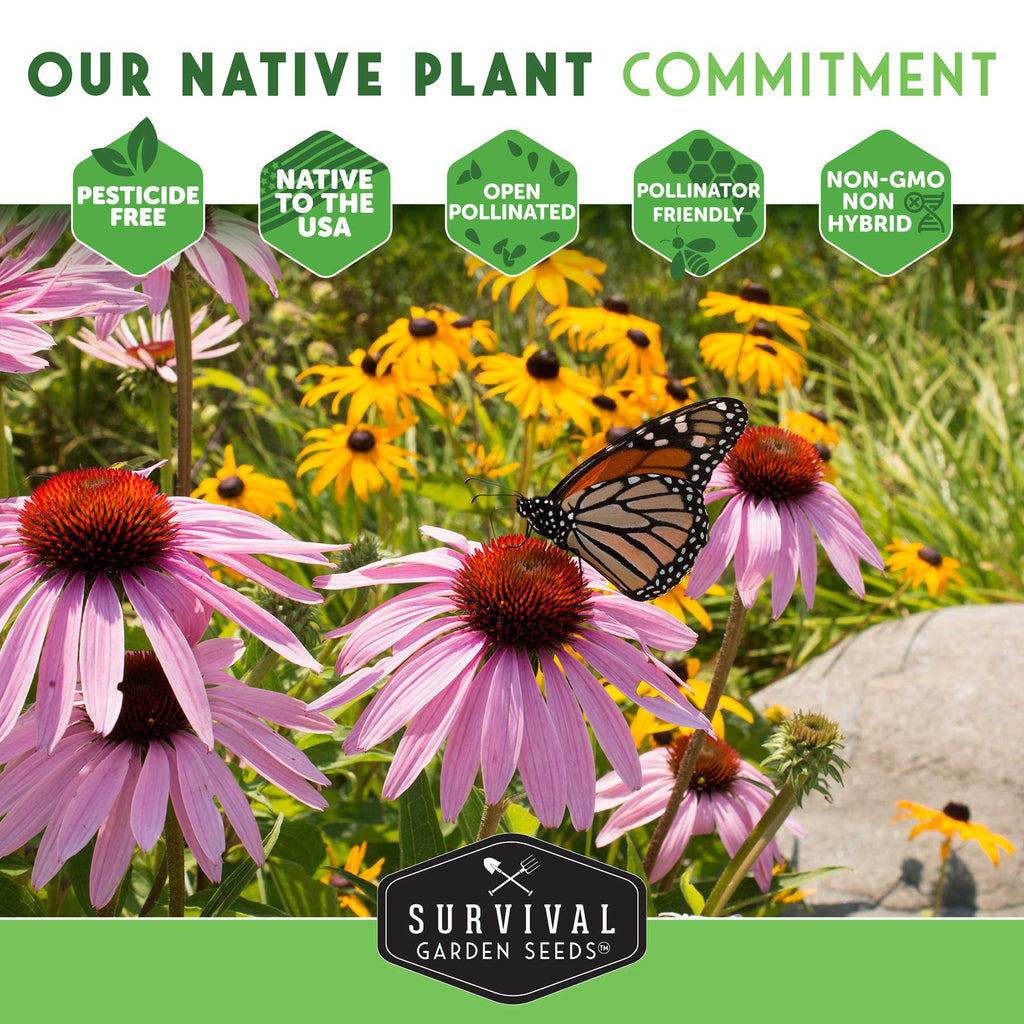 Milkweed Seed Collection – Common, Butterfly, and Rose Milkweed for Monarch Support