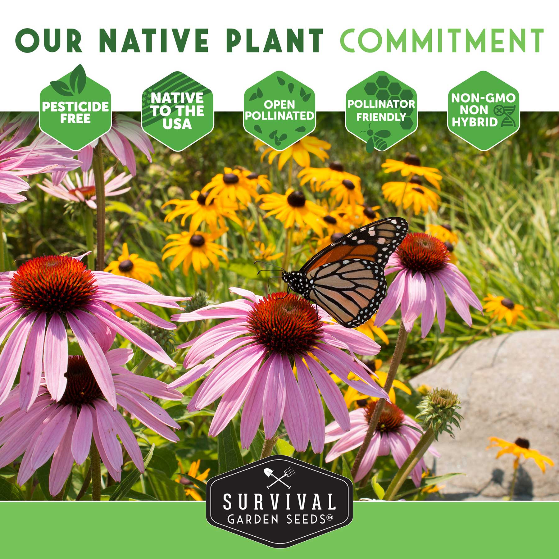 Milkweed Seed Collection – Common, Butterfly, and Rose Milkweed for Monarch Support