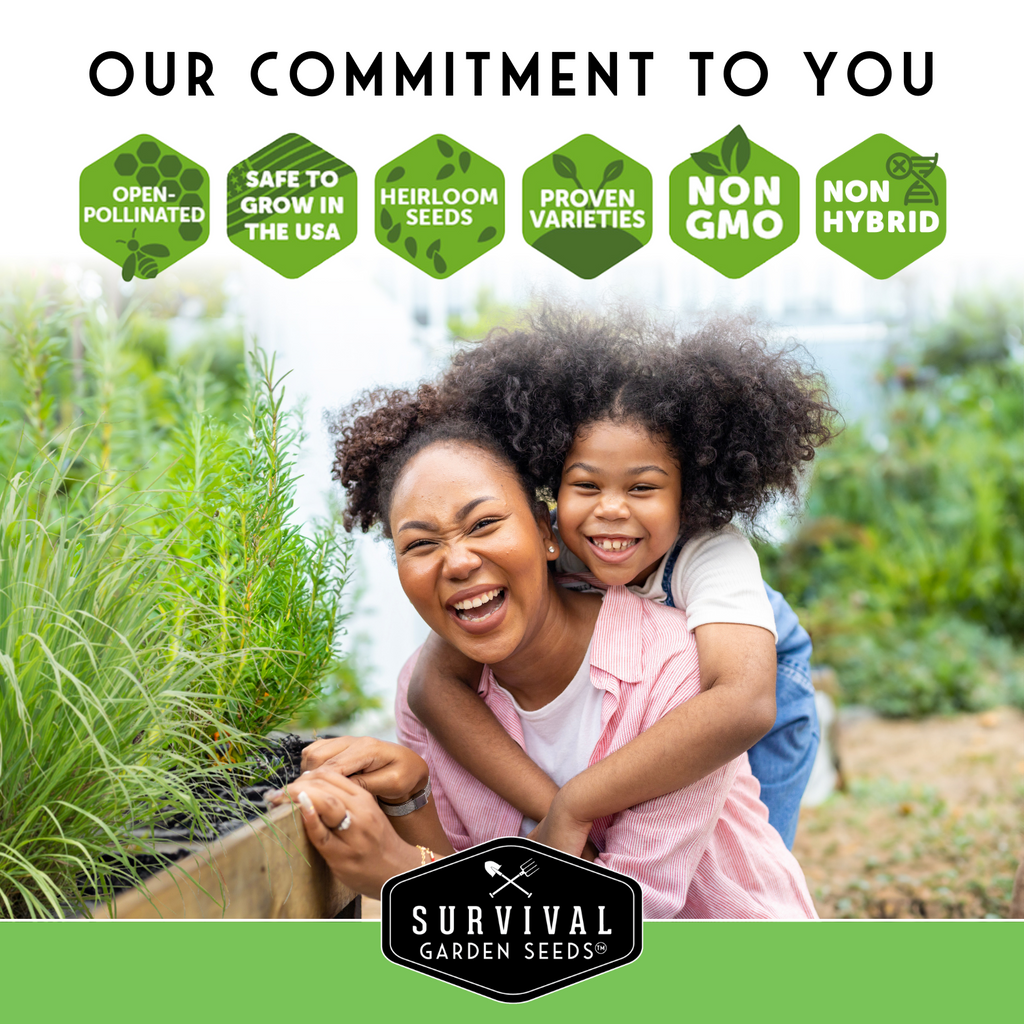 Indoor Herb Garden Seeds Variety Pack – 10 Heirloom Culinary Herbs for Windowsill or Container Growing