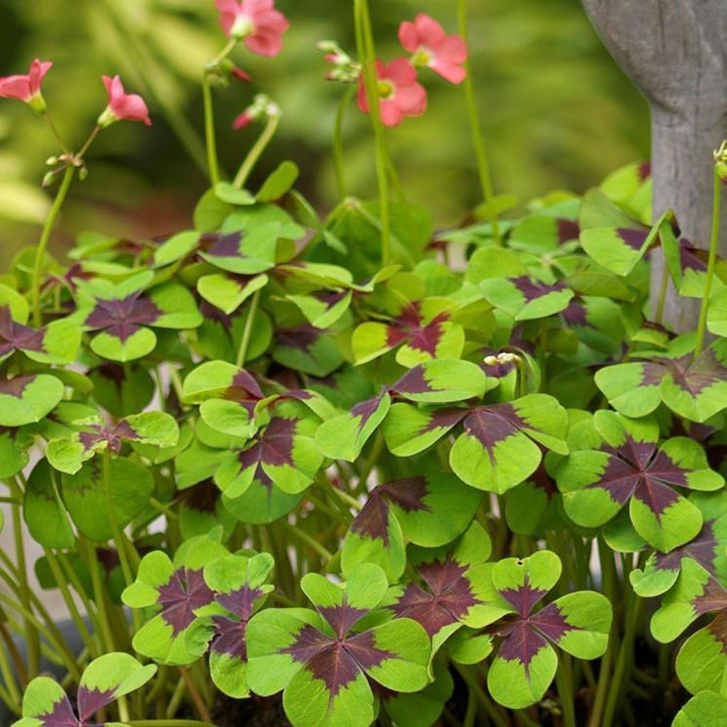 Oxalis - Iron Cross Good Luck Plant