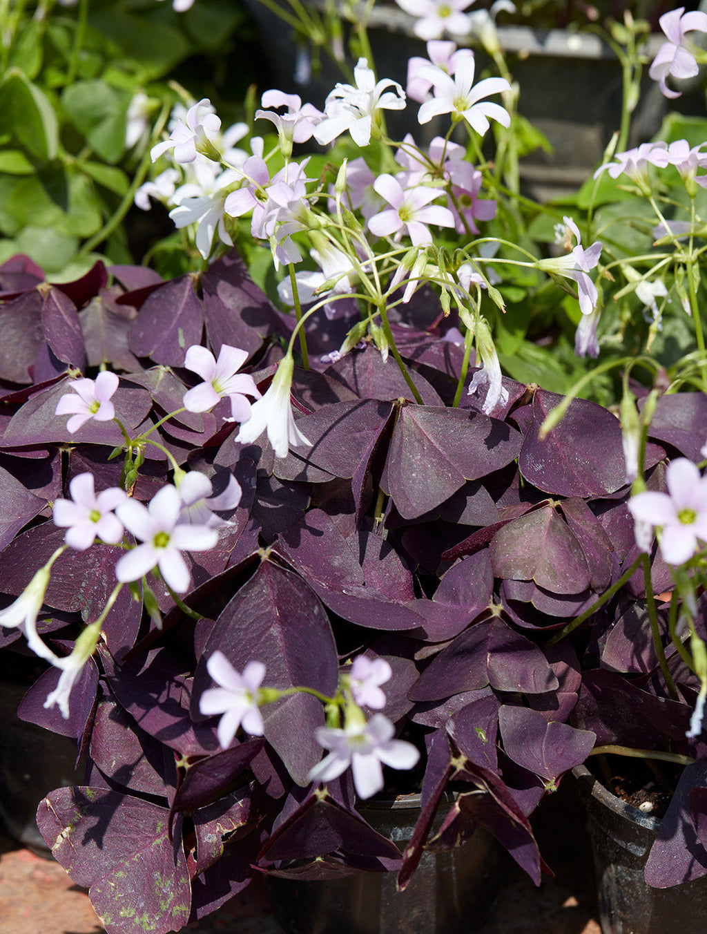 Mijke Oxalis - 25 bulbs