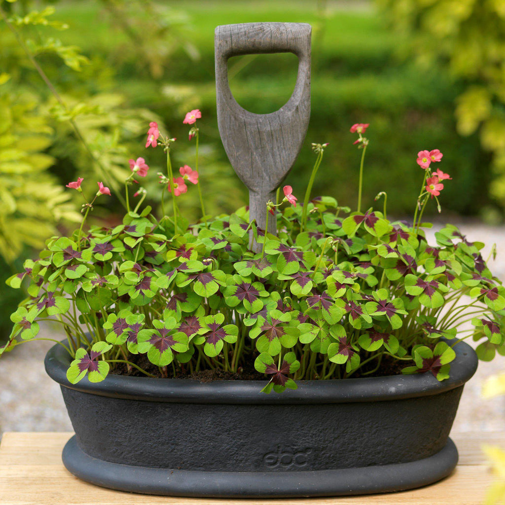 Oxalis - Double Luck Collection