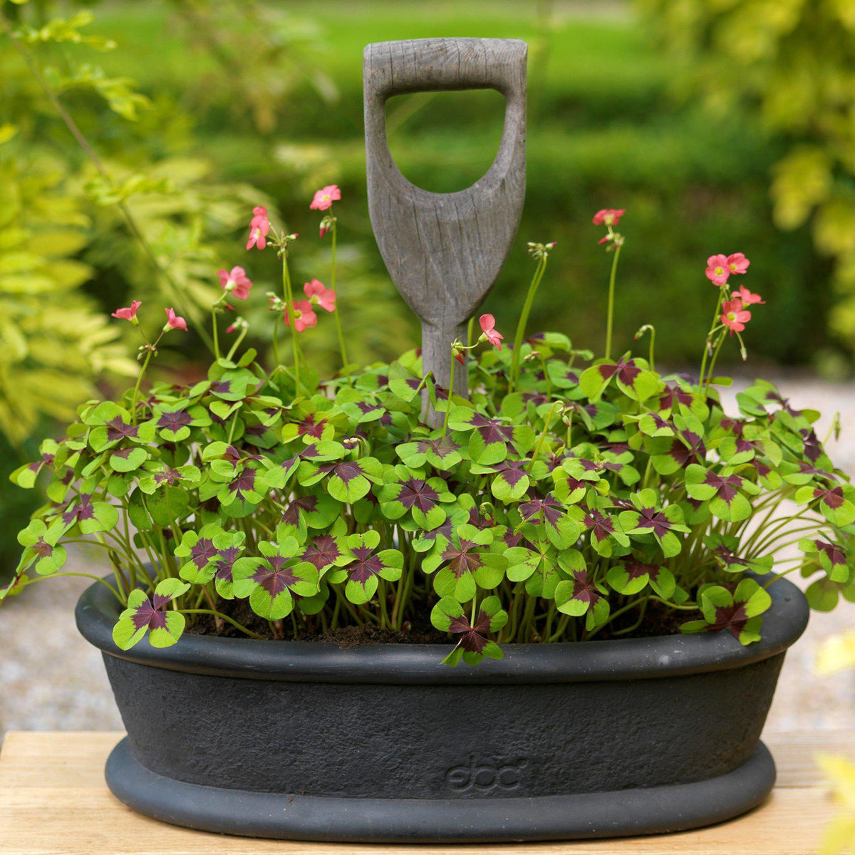 Oxalis - Double Luck Collection