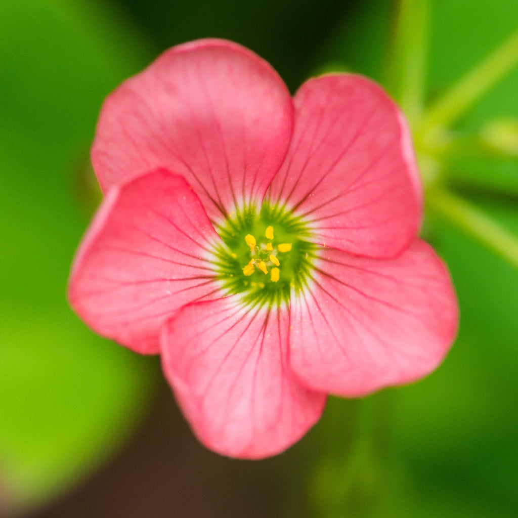 Oxalis - Iron Cross Good Luck Plant