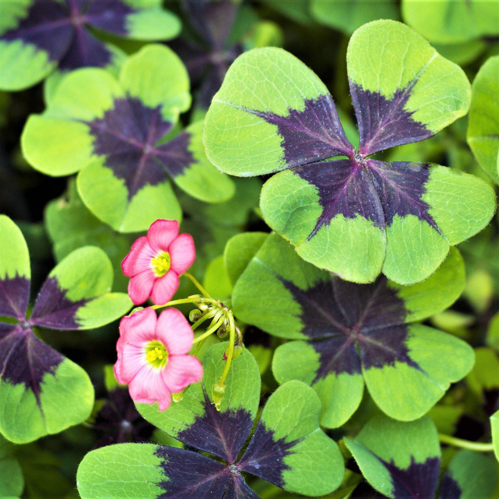 Oxalis - Double Luck Collection