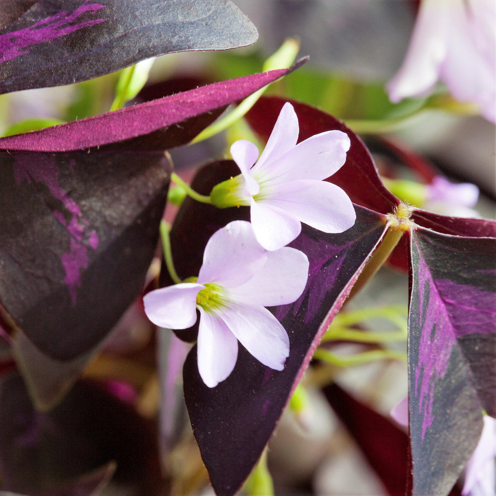 Oxalis - Triangularis Purple Shamrocks