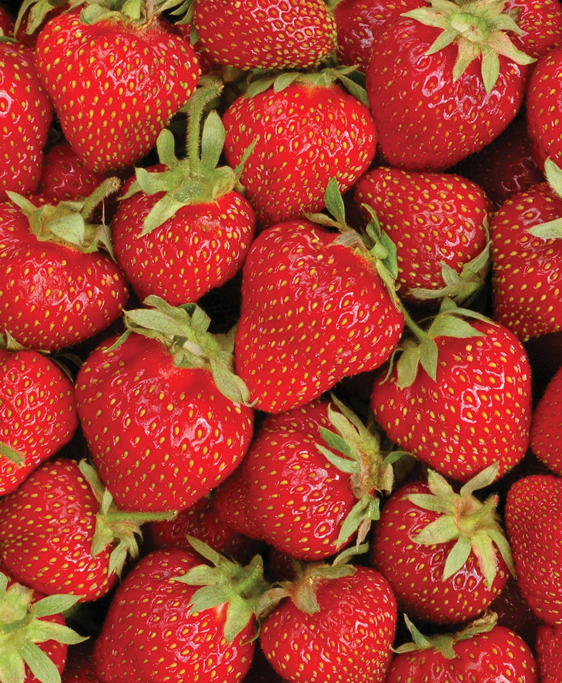 Ozark Beauty Everbearer Strawberry - 20 root divisions