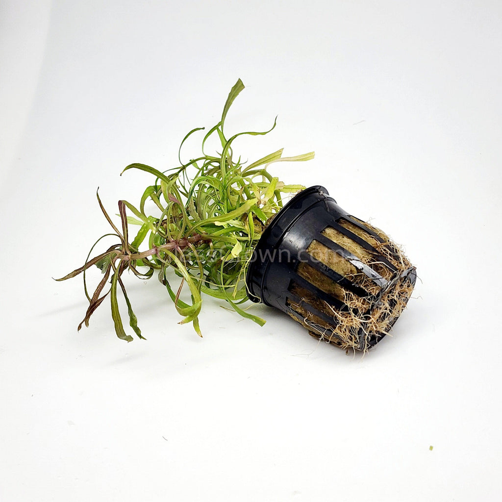 Bunch Pogostemon Stellatus 'Octopus'