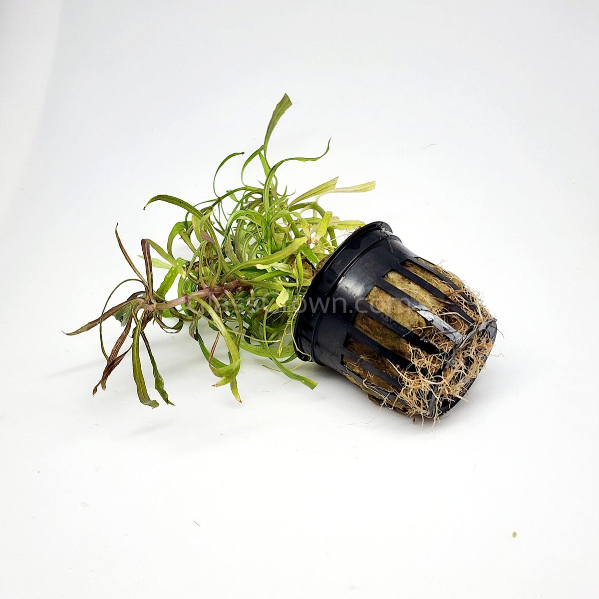 Bunch Pogostemon Stellatus 'Octopus'