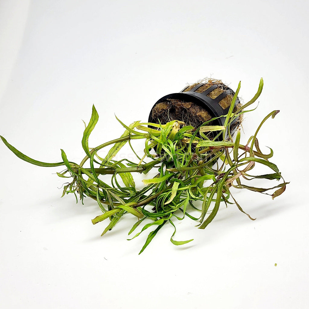Bunch Pogostemon Stellatus 'Octopus'